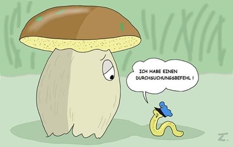 Pilze sammeln lustich.de
