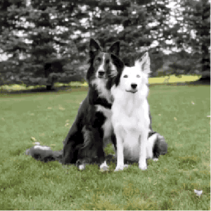70aldmb6l41.gif