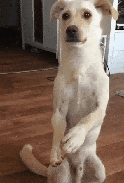 oan7utjtj1q.gif