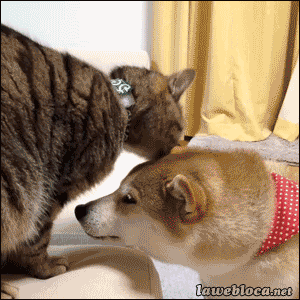wshf5wlaf1s.gif