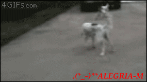 3h7j1c5rqrx.gif
