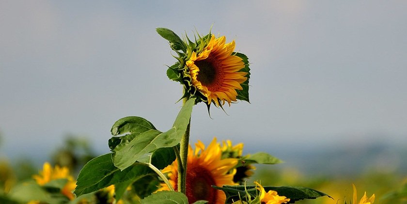 Suncokreti-sunflowers - Page 15 Xlaegp7mt0j