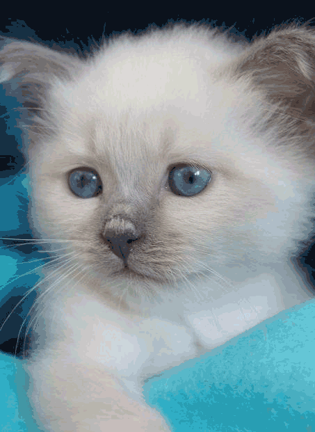 ywm5fp1emh4.gif