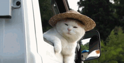 ho0r68wv85j.gif
