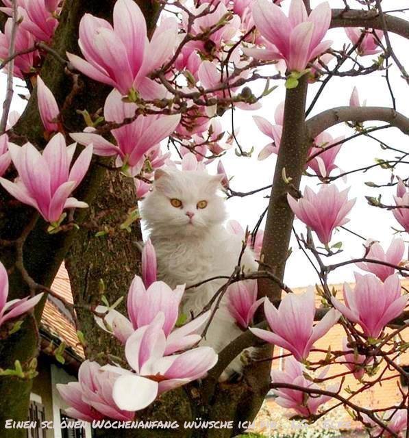An den Beitrag angehängtes Bild: https://img1.dreamies.de/img/567/b/25f8fth2rj7.jpg