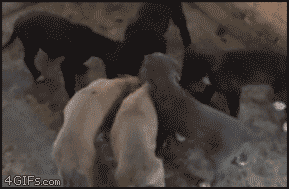 z2637eg2jmp.gif