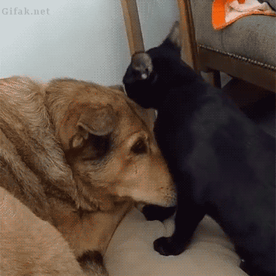 vhyarj8bja5.gif