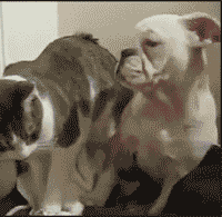 5zdfvlvc5i0.gif