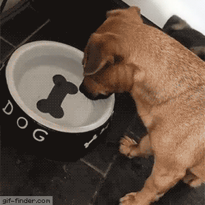 6vtvfoo3449.gif
