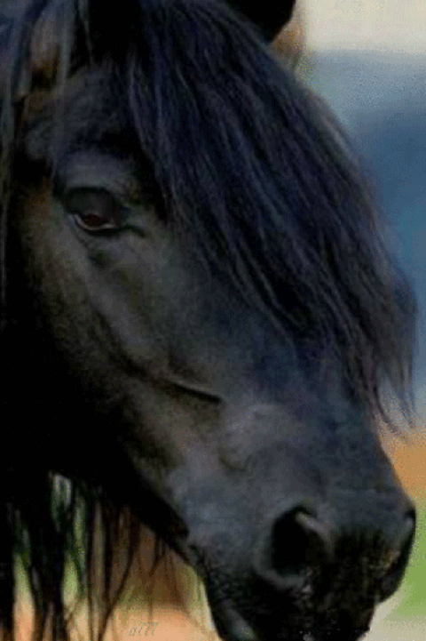 9wxf1jys6dl.gif