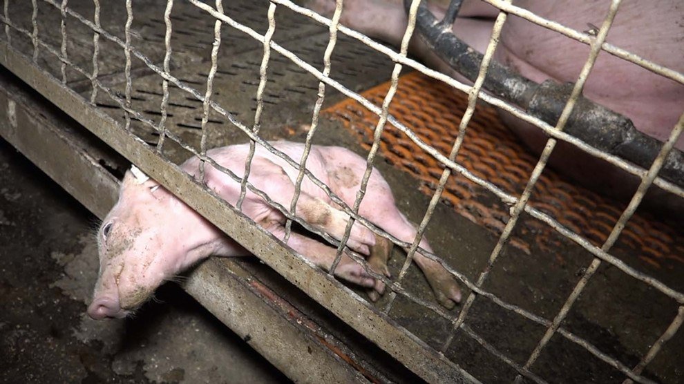 Grundrechte für Tiere – Warum Tiere das Recht auf Leben, Freiheit und Unversehrtheit brauchen ...