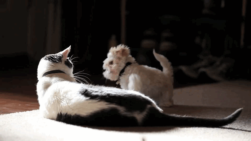 htsded6d3vi.gif