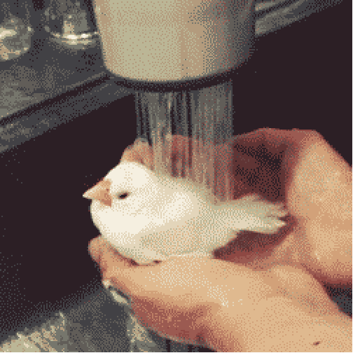 iia0pzzhwni.gif