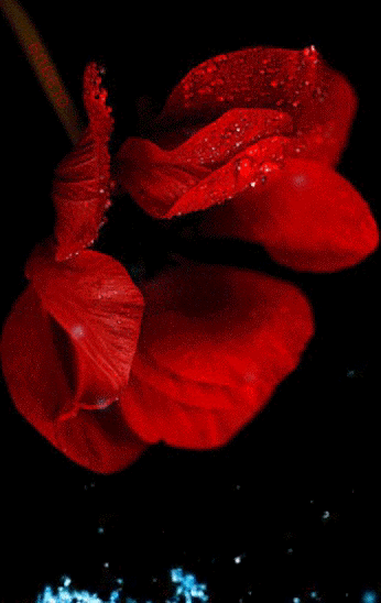 v3mo9i8ou4o.gif