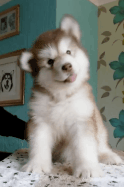 04zc5csathu.gif