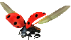1piglvqsdai.gif