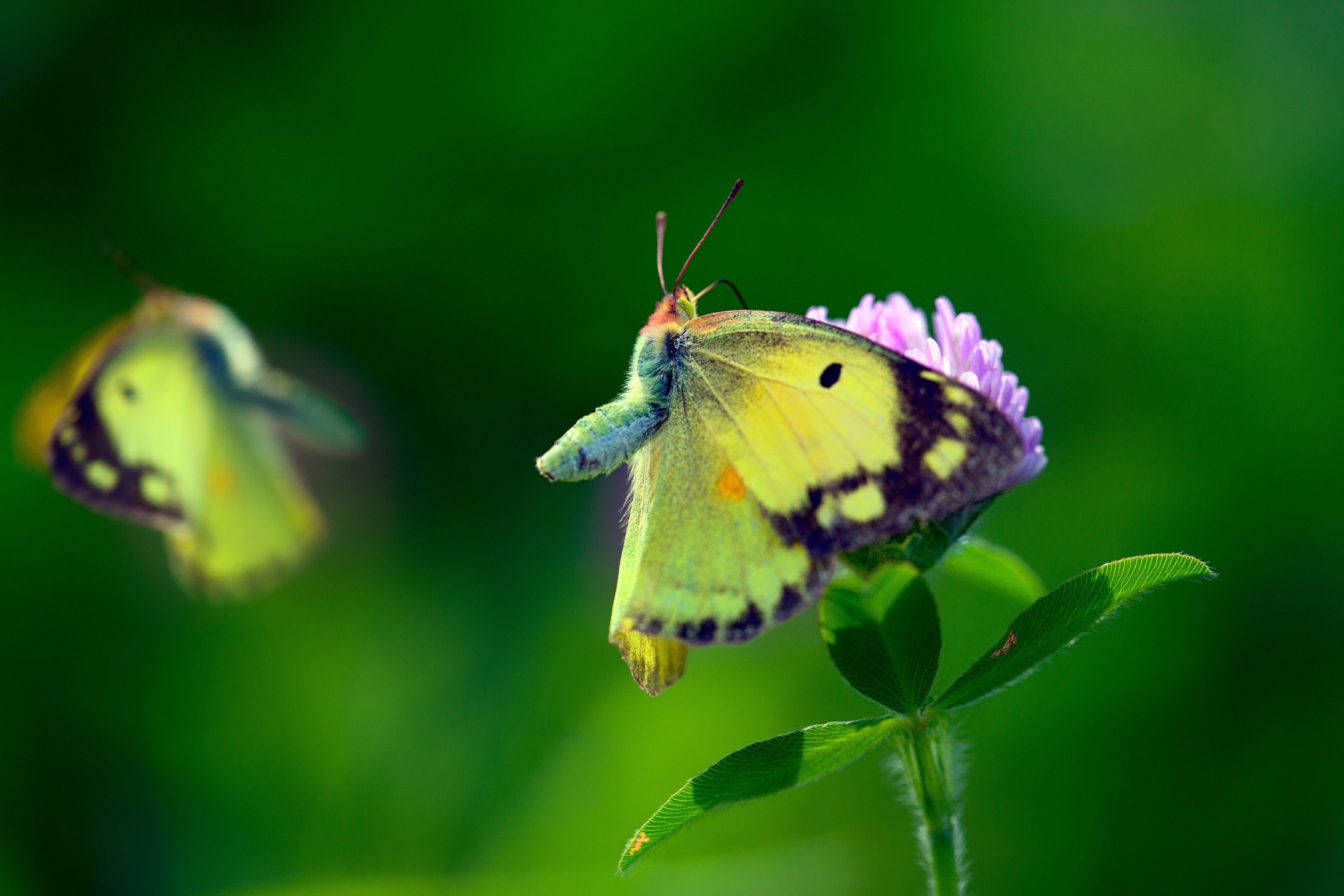 Цветок бабочка зеленый. Обои на рабочий стол бабочки. Бабочка макро. Бабочка на цветке. Салатовый фон с бабочками.