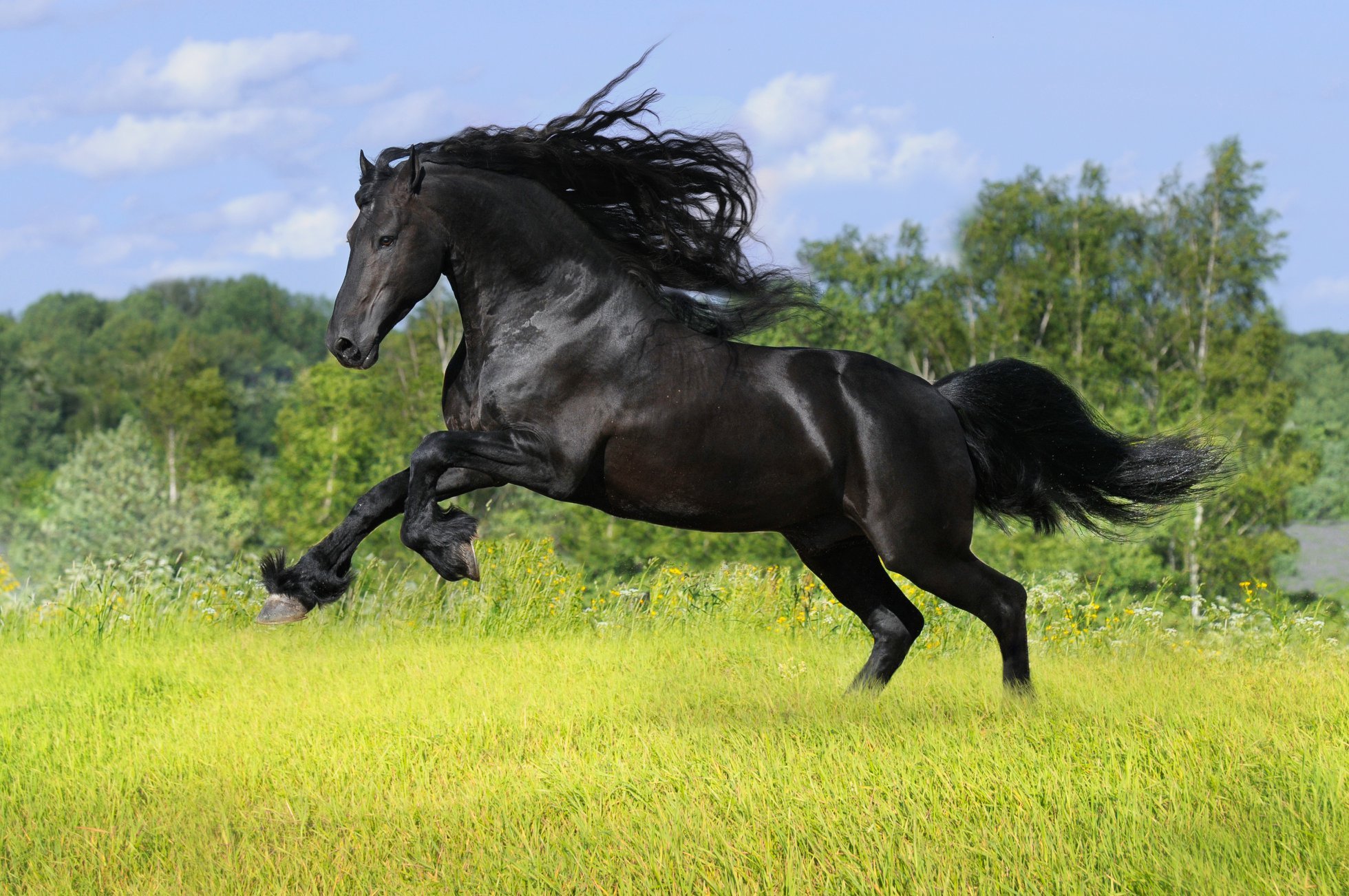 Самые красивые картинки лошадей