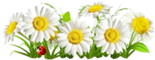 dtkfxsppet1.png